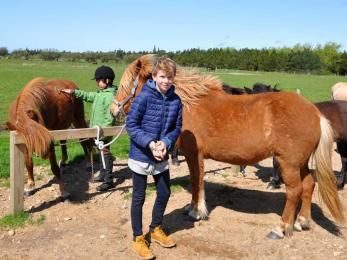 Pferd wird gestriegelt