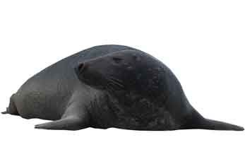 Queller im Wattenmeer von Römö