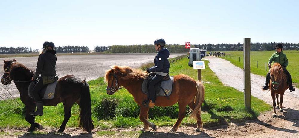 Ausritt zum Strand von Römö Ponyfarm