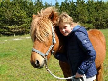 Pferd wird gekuschelt