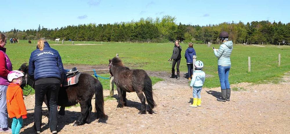 Römö Führpony Reiten