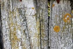 Walknochen als Baumaterial