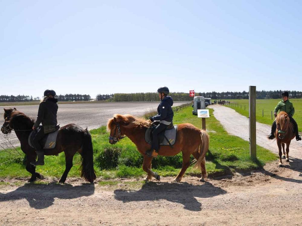 Ritt zum Strand auf Römö mit Islandpferden der Ponyfarm