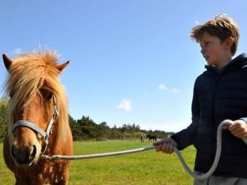 Pferd von wird von der Weide geholt